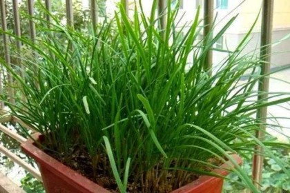  吉林东北虎多点开花击溃天津先行者