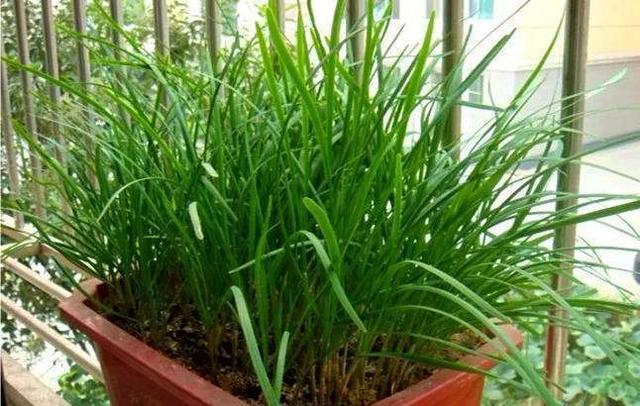  吉林东北虎多点开花击溃天津先行者